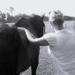 Coaching met paard1n
